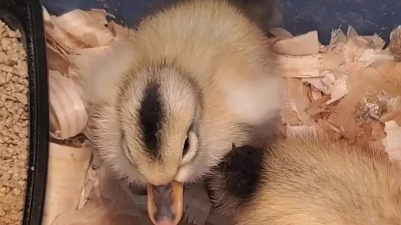 Duckling wiggles