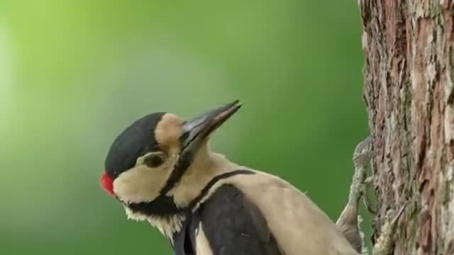 where he could hear the scared