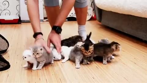 Trying to take a group photo of 10 baby kittens is impossible!