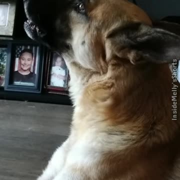 Dog Howls When He Hears a Tornado Siren