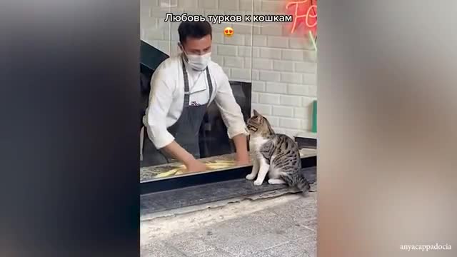 Cute Cat & Their Human That Will Put You in Happy Mood 🥰