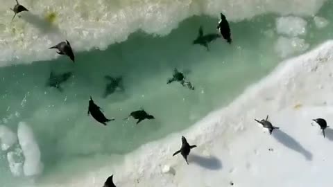 This is a beautiful and charming water-dwelling species