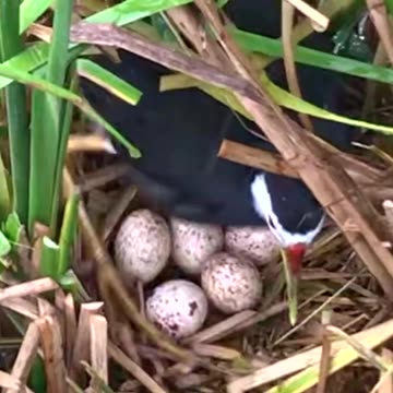 mãe pássaro botando tantos ovos no meio do lago