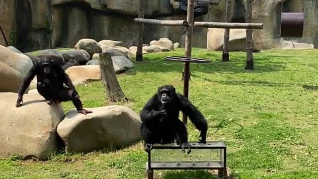 You say chimpanzees are smart