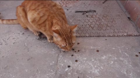 cats funny video cute