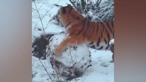 The funniest animals / Fun with cats and dogs 2021