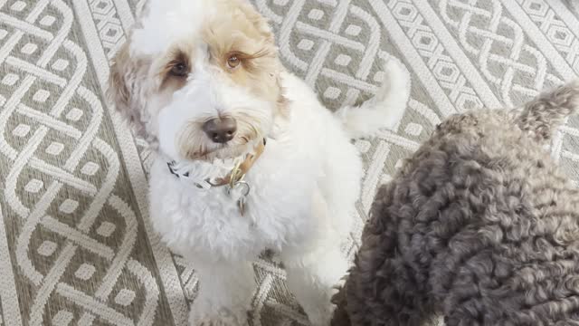 Birthday Pupcake Swallowed in Seconds