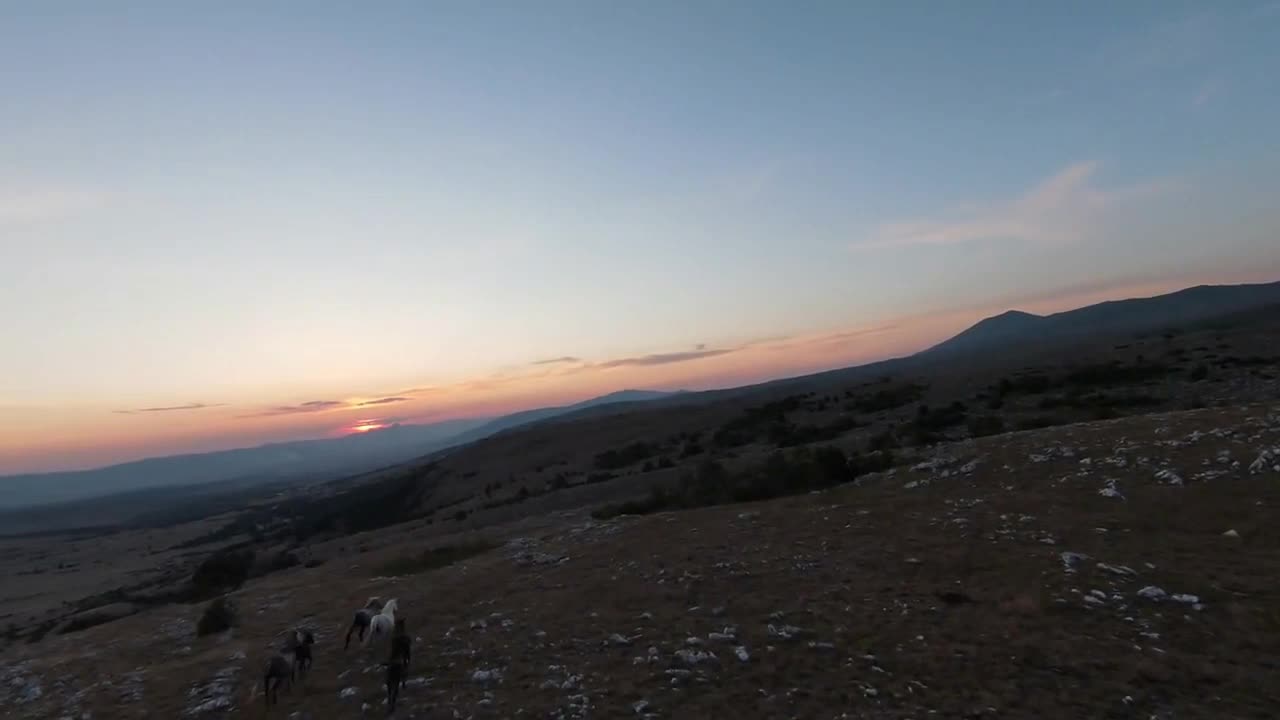 low key Aerial fpv drone shot of a herd of wild horses running on a green spring field at the sunset