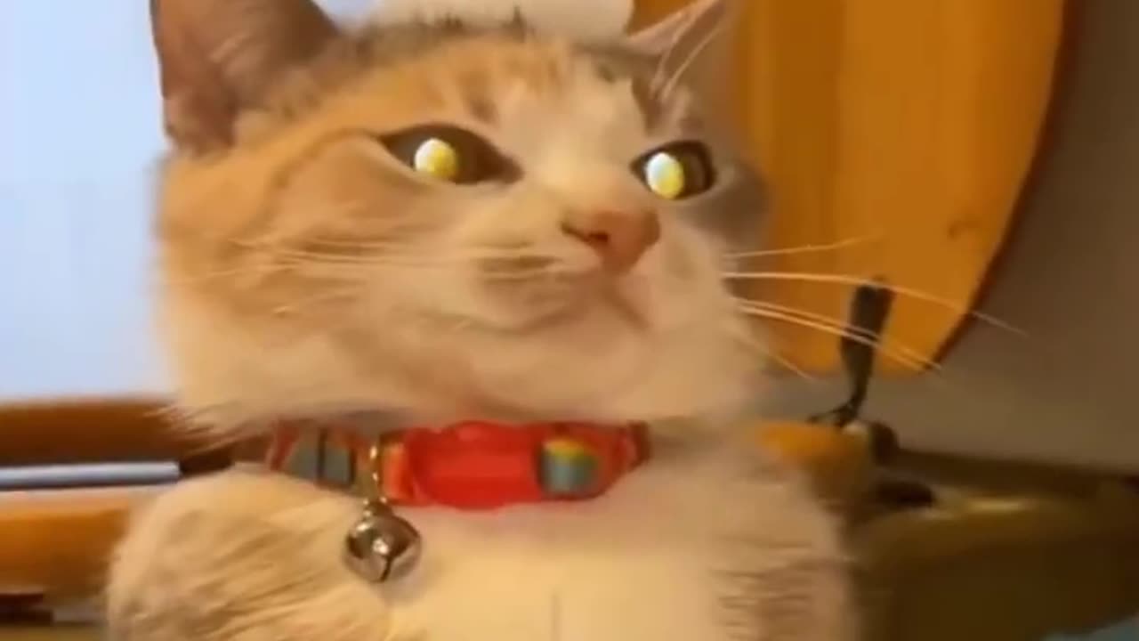 cute and funny cats and dogs
