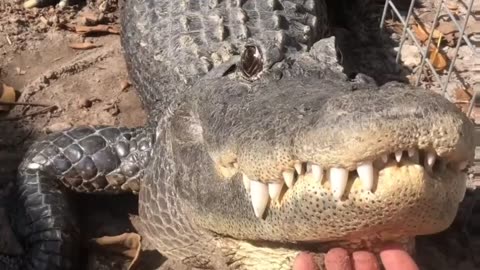 You can pet him, he's gentle 🐊😅😱