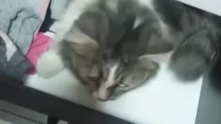Little Kitty Enjoys Hiding In Owner's Drawers
