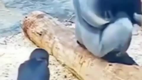 You also want to see | Funny video 2023