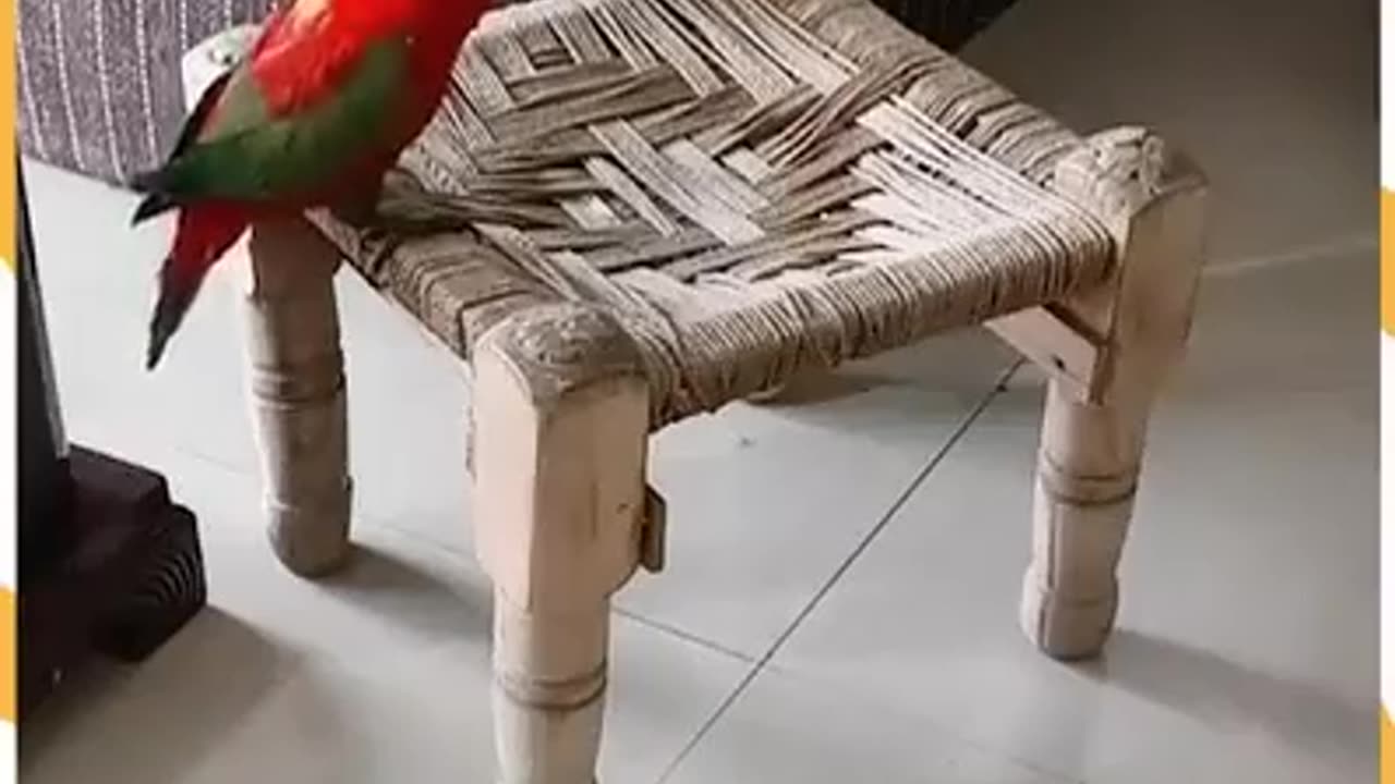 Talking parrot