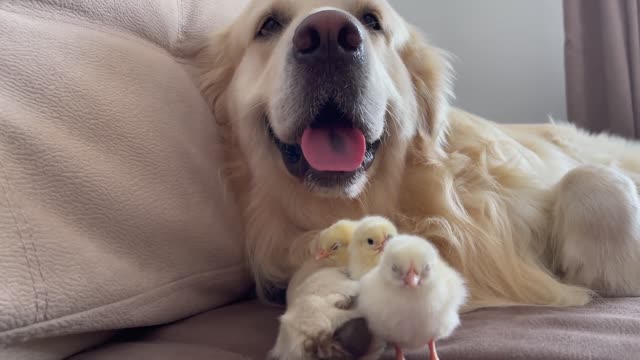 Cute Golden Retriever and Baby Chicks Video