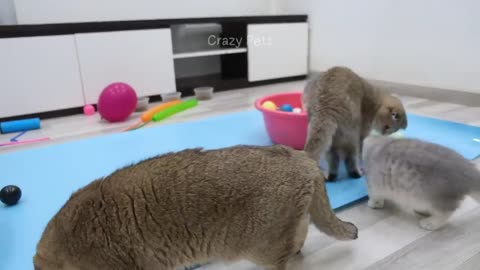 New Funny Animals 🤣 Funniest Cats and Dogs Videos