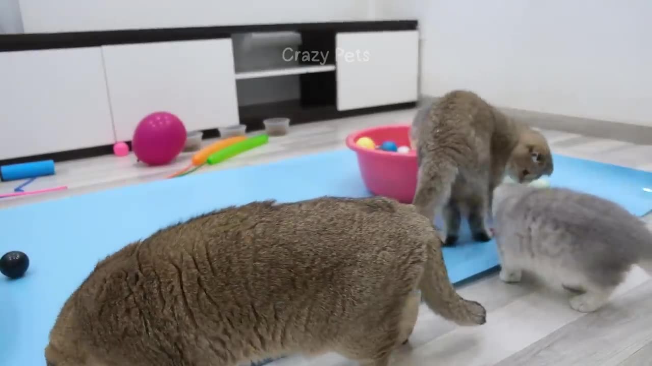 New Funny Animals 🤣 Funniest Cats and Dogs Videos