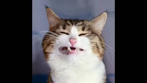 Funny Cats and Dogs - Awesome Funny Pet Videos