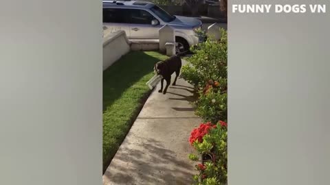 Funny Animal makes u laugh