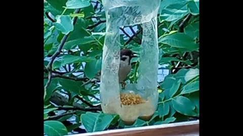 Sparrow eats grain