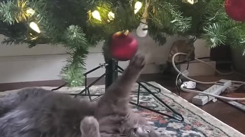 to play with the tree