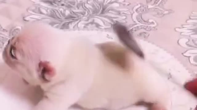 Baby Dog Funny Video