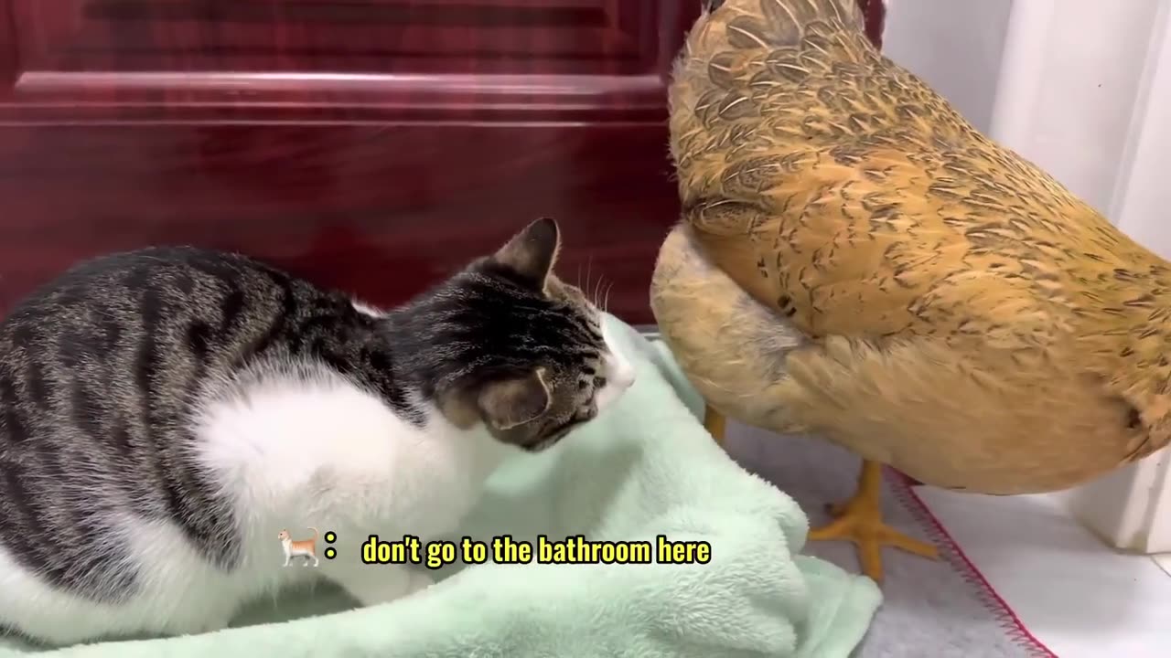 Hens are so bad! The hen wants to sleep with the kitten. Kitten is angry 💢Cute and interesting