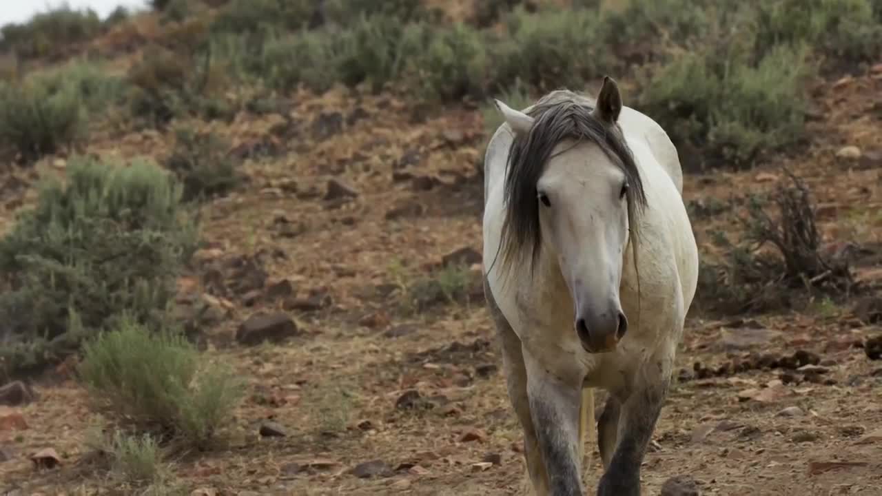 Top 10 Tallest Horses in the World