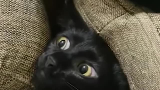Cool selection of videos with animals