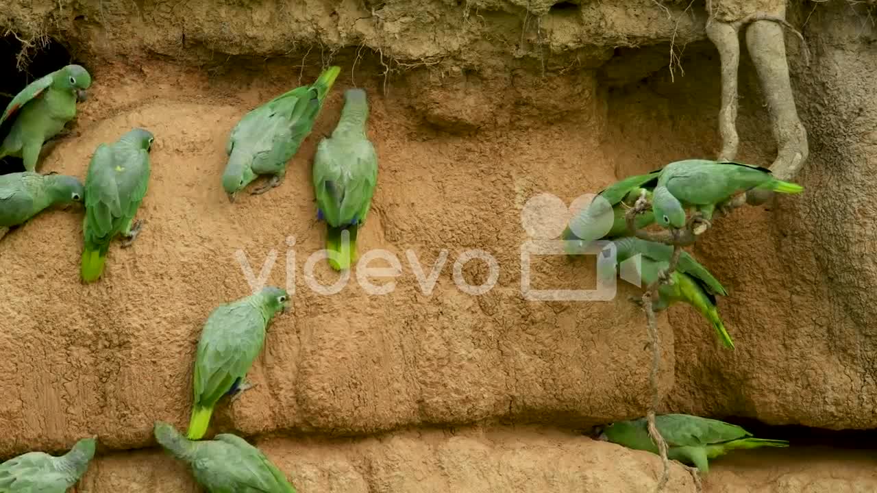 Mealy Parrots and a Curly Hanging Root at a Clay Lick