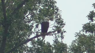 165 Toussaint Wildlife - Oak Harbor Ohio - Waiting For The Winds Of Change