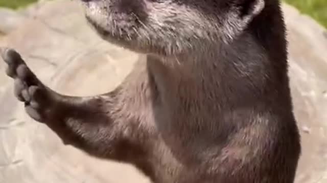 otter