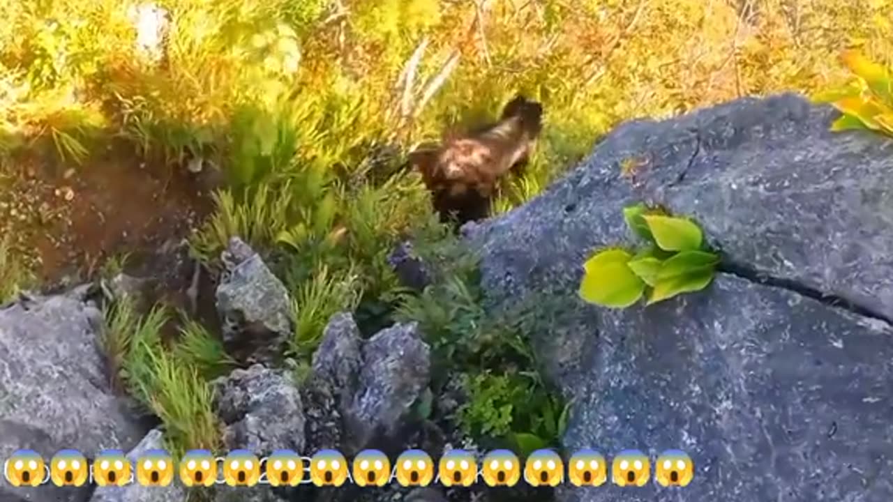 Bear Attacks Climber 😱