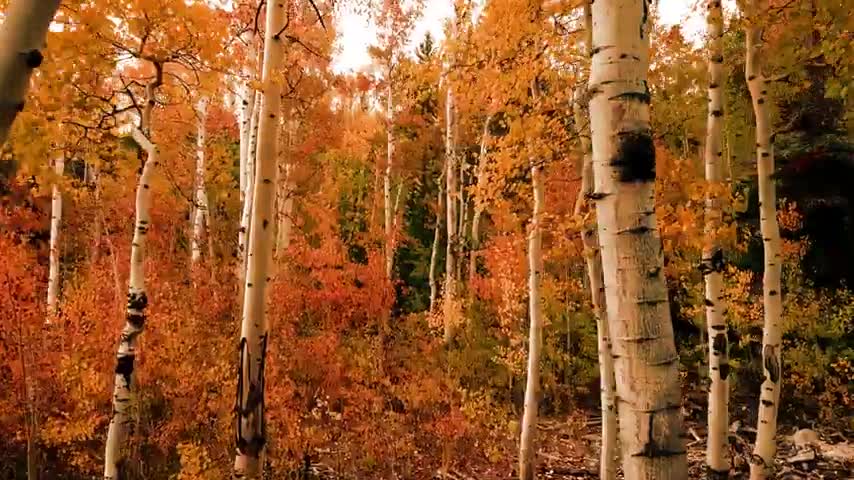 Natural Beauty |Beautiful Place