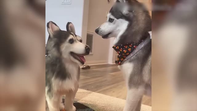 Vídeo de Animais Engraçados - Melhores Vídeos de Gatos😹 e Cachorros🐶 do Mês de 2022-9