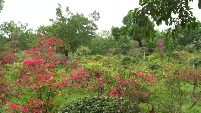 Bougainvillea in the Fairy River of Beiliuhui