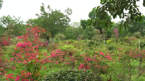 Bougainvillea in the Fairy River of Beiliuhui