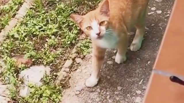Cat: My mother did not teach me this language
