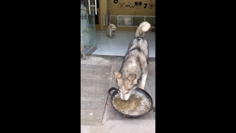 Lovely Dogs eating food