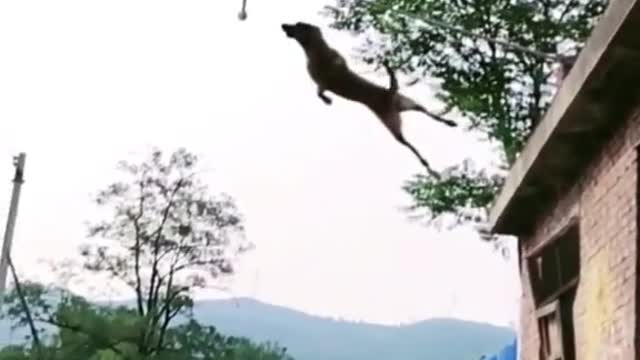 OMG 😯😦 flying dog