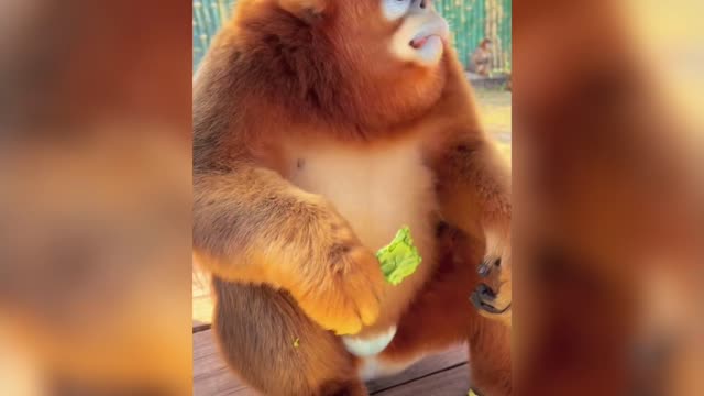 Golden snub-nosed monkey begging for food