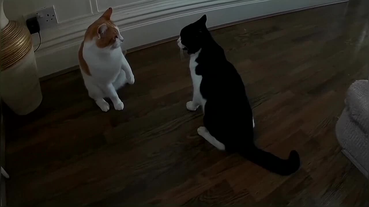 Cats Get Into a Real Fight Over Laser Pointer