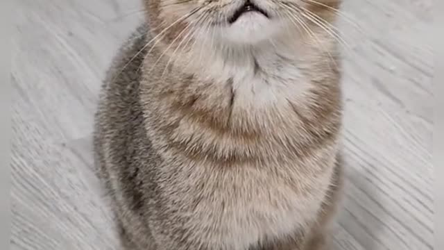 Wow #cat #catsoftikok #FomotionalFinds #fyp #foryou #pet #cute #CapCut #cutebaby