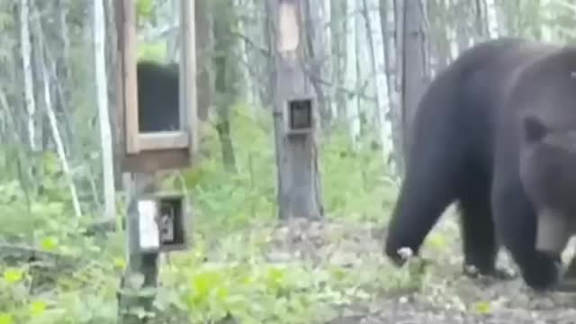 A wild black bear ready to fight it's own reflection 😳