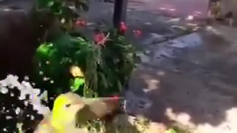 A Hummingbird enjoying a shower