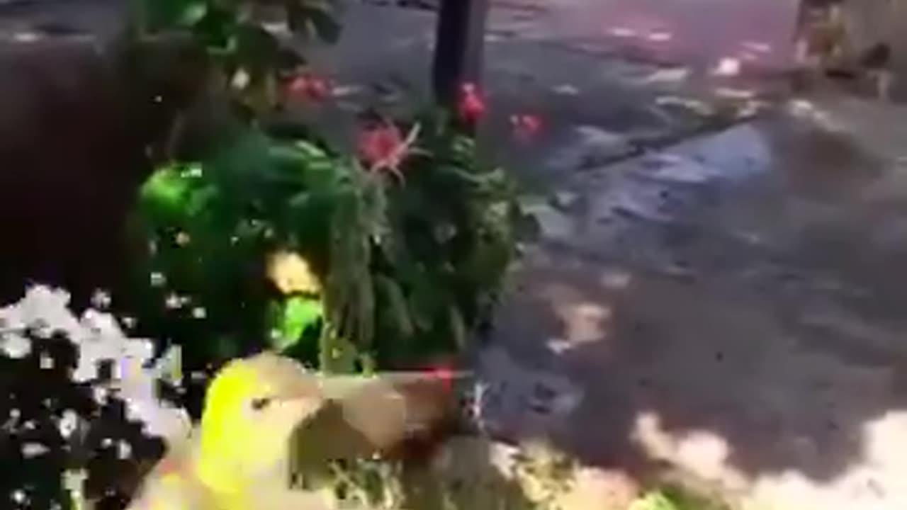 A Hummingbird enjoying a shower