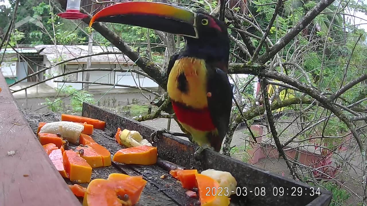 cusinga aka fiery-billed aracari in Costa Rica