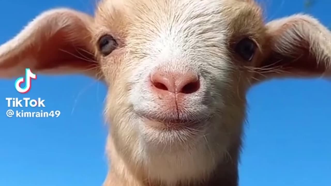 Cute Goat