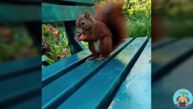 Greedy little squirrel