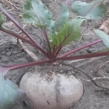 Beetroot