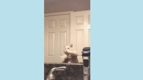 Funny animals video 😂😂